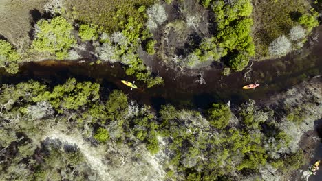 Top-down-view-of-visitors-kayaking-through-the-mangrove-forest-on-Fraser-Island-in-Queensland,-Australia