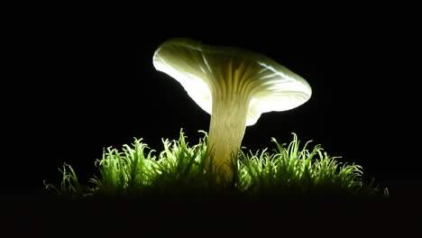 Beautiful-White-Waxcap-Mushroom-Releasing-Tiny-Spores-into-a-Shaft-of-Light