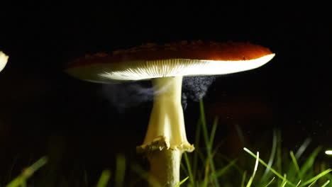Real-time-spore-dispersal-from-Amanita-muscaria-"Fly-Agaric"-mushroom,-filmed-at-night