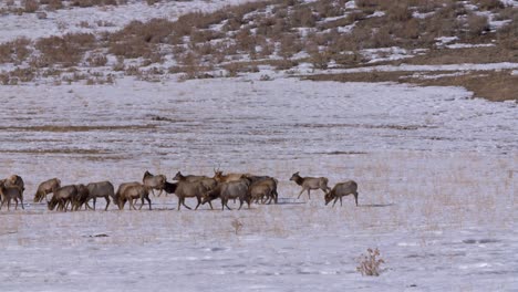 Idaho-herd-of-elk-grazing-on-a-cold-snowy-field-in-the-winter