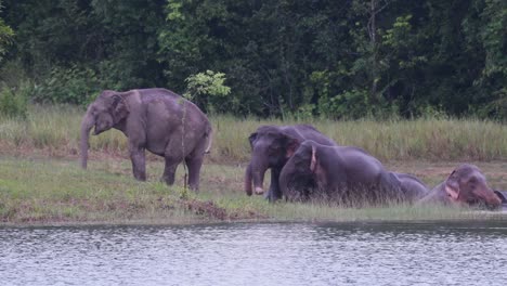 Los-Elefantes-Asiáticos-Están-En-Peligro-Y-Esta-Manada-Se-Divierte-Jugando-Y-Bañándose-En-Un-Lago-En-El-Parque-Nacional-Khao-Yai