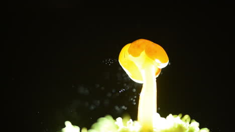 The-Jelly-Baby-Fungus,-a-type-of-ascomycete-that-resembles-a-mushroom,-releasing-projectile-spores-that-trail-off-in-the-air