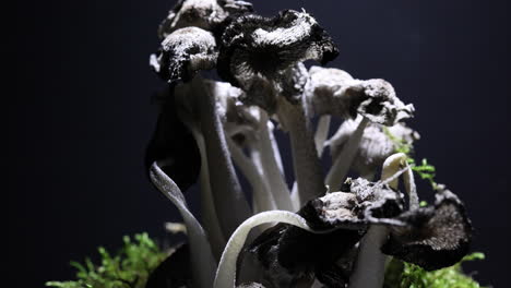 Mushroom-time-lapse-of-a-cluster-of-Corpinus-"ink-cap"-mushrooms-developing-and-dying,-depicting-process-of-autolysis---senescence