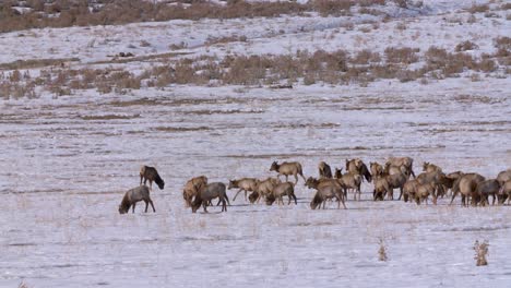 Herd-of-Idaho-elk-grazing-on-a-snow-covered-field-in-the-winter
