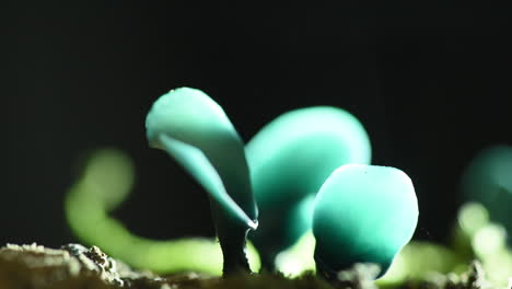 Beautiful-macro-shot-of-green-Elfcup-fungus-releasing-spores-when-touched