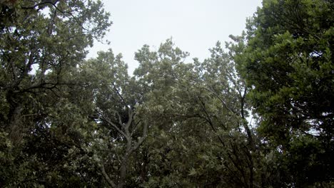 árboles-Temblando-Con-El-Viento,-Punto-De-Vista,-Tiro-Alto