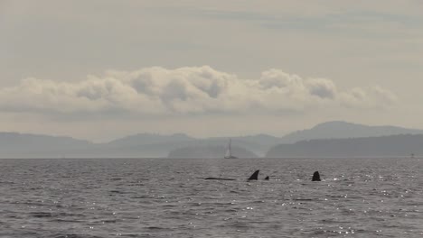 Drei-Orcas-Schwimmen,-Während-Die-Hälfte-Ihres-Gehirns-Vor-Einer-Wunderschönen-Kulisse-Schläft