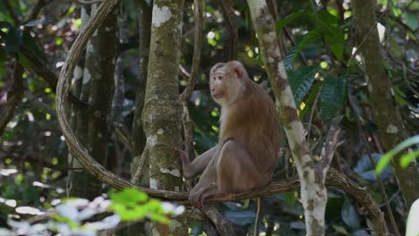 El-Macaco-De-Cola-De-Cerdo-Del-Norte-Es-Un-Primate-Que-Se-Encuentra-Comúnmente-En-El-Parque-Nacional-De-Khao-Yai,-Aunque-Es-Una-Especie-Vulnerable