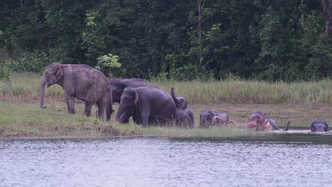 Die-Asiatischen-Elefanten-Sind-Vom-Aussterben-Bedroht-Und-Diese-Herde-Vergnügt-Sich-Beim-Spielen-Und-Baden-In-Einem-See-Im-Khao-Yai-Nationalpark