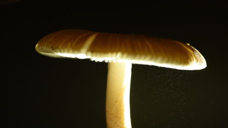 Wunderschön-Beleuchteter-Pilz-Aus-Nächster-Nähe,-Der-Die-Im-Fokus-Schwebenden-Sporen-Zeigt,-Während-Der-Pilz-Unscharf-Ist
