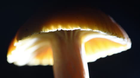 Amazingly-detailed-shot-of-spores-raining-from-a-meadow-wax-cap-mushroom-