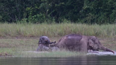 Los-Elefantes-Asiáticos-Están-En-Peligro-Y-Esta-Manada-Se-Divierte-Jugando-Y-Bañándose-En-Un-Lago-En-El-Parque-Nacional-Khao-Yai