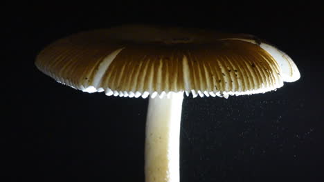 Tiny-spores-floating-in-the-light-under-a-mushroom-cap-filmed-in-real-time