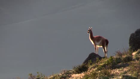 South-America---A-lovely-Guanaco-standing-on-a-rocky-hill-opening-his-mouth-into-the-air---wide-shot