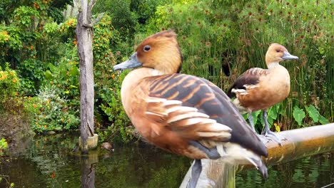 Two-ducks-perched-while-one-flaps-its-wings