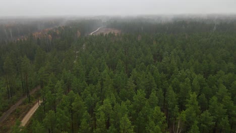 Forest-view-with-road