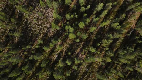 Aerial-forest-landscape-with-evergreen-pine-trees,-top-down-view