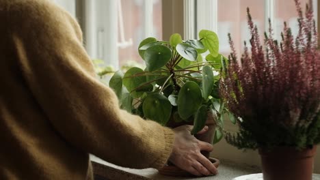 Woman-placing-a-green-plant-on-window-shelf,-slow-motion