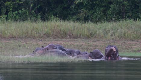 The-Asiatic-Elephants-are-Endangered-and-this-herd-is-having-a-good-time-playing-and-bathing-in-a-lake-at-Khao-Yai-National-Park