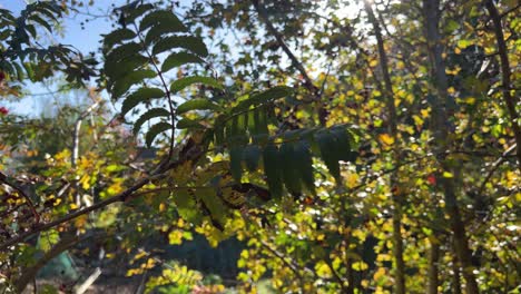 Video-footage-of-tree-branch-with-leaves-in-the-summer-sun-with-blurred-out-background-and-sunlight-breaking-through-the-foliage