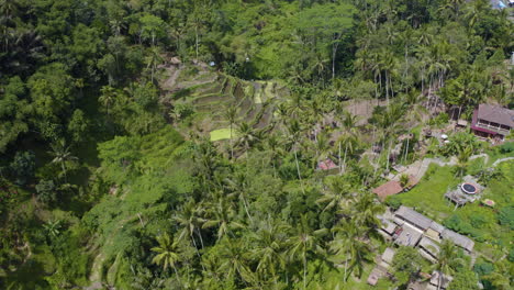Fliegen-Sie-über-Die-Reisterrassen-Von-Tegalalang-Und-Filmen-Sie-Wunderschöne-Exotische-Palmenwälder-Und-Landwirtschaftliche-Felder-In-Ubud-Bali-Indonesien