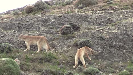 Adorable-Puma-Cubs-Playing-And-Running-On-The-Hillside-Of-Torres-Del-Paine,-Patagonia---Wide-Shot