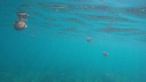 Colony-of-fried-egg-jellyfish-free-swimming-next-to-sea-surface-with-turquoise-water