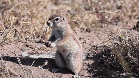Erdhörnchen,-Das-Auf-Füßen-Steht-Und-Am-Zentralen-Kalahari-Spielreservat-Schnüffelt