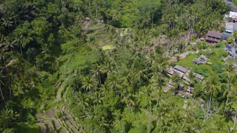 Bird's-eye-view-perspective-of-Tegalalang-Rice-Terrace-in-Ubud,-Bali-Indonesia-main-city