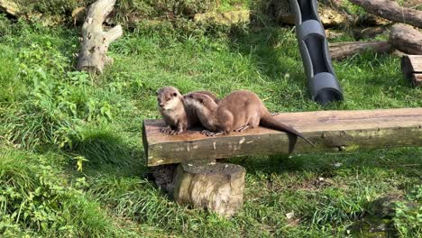Footage-of-two-small-river-otters-running-and-screaming,-looking-at-camera-and-away,-in-zoo-enclosure,-animal-sanctuary