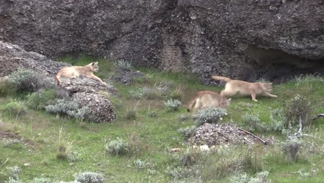 Four-Adorable-Puma-Cubs-Playing-And-Two-Chasing-Each-Other-Off-screen---Wide-Shot