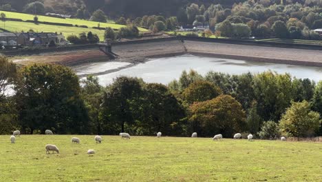 Englisch,-Yorkshire-Landschaft-Mit-Ackerland,-Feldern,-Weiden,-Grasenden-Schafen,-Trockenmauern-Und-See