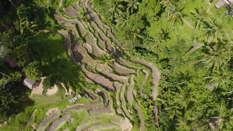 Bird's-eye-view-perspective-on-Tegalalang-Rice-Terrace-in-Bali-Indonesia