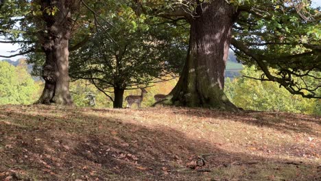 Video-footage-of-wild-deer,-stag-grazing-in-the-countryside-under-wooded-area