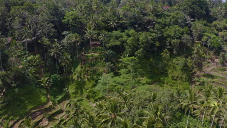 Schwebend-über-Tegalalang-Reisterrassen-In-Bali,-Indonesien