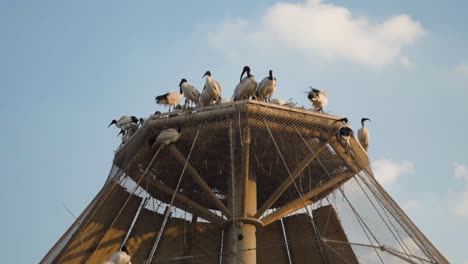 Al-Ain-Zoo,-Al-Ain-Abu-Dhabi,-United-Arab-Emirates---Flock-Of-Hadada-Ibis-Birds-On-Top-Of-Their-Habitat-Under-The-Blue-Sky---Wide-Shot