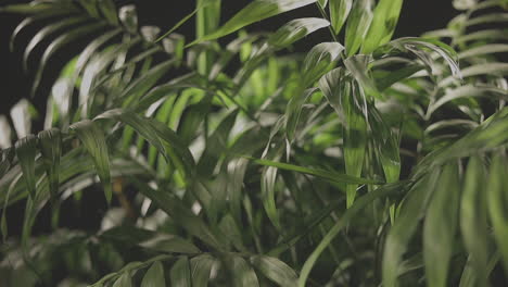 Die-Schönen,-Sattgrünen-Blätter-Einer-Indoor-Palmenpflanze-Mit-Schwarzem-Hintergrund---Nahaufnahme
