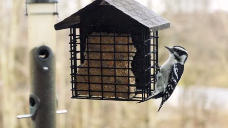 A-Downy-Woodpecker-looks-around-while-swinging-on-a-suet-bird-feeder-and-eventually-flies-away-flapping-its-wings-repetitively-in-the-background