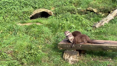 Two-European-Otters-relaxing-until-they-decide-to-move-somewhere-else