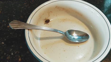 Stink-bug-crawling-on-dirty-bowl-dish-with-spoon