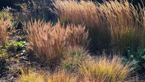 Ornamental-grass,-plant-moving-slowly-in-the-wind-with-the-sunlight-shining-through