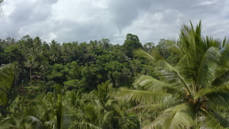 Forwarding-drone-between-two-palm-trees-in-Tegalalang-Rice-Terrace