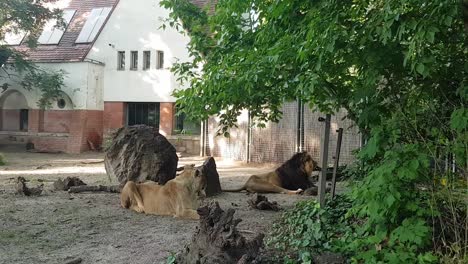 Male-and-female-adult-lions-laying-peacefully-on-the-ground-in-the-zoo