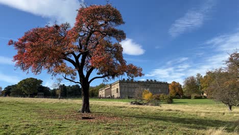 Einsamer-Baum-Mit-Rotem-Herbstlaub,-Der-In-Einem-Feld-Mit-Grünem-Gras-Steht,-Mit-Einem-Englischen-Landhaus-Im-Hintergrund