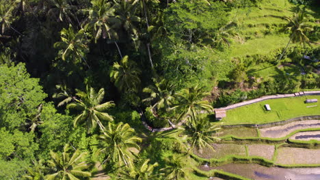 Bird's-eye-view-of-Gunung-Kawi-Temple-at-Bali,-Indonesia-beautiful-agricultural-rice-field