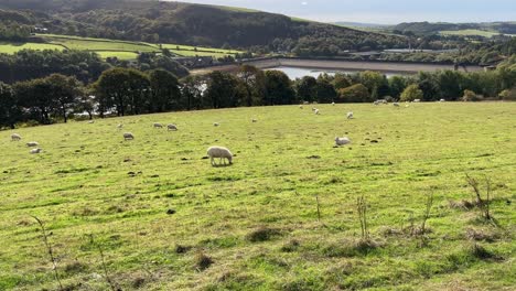 English-countryside-scene-with-farmland,-fields,-pastures,-grazing-sheep,-drystone-walls-and-lake