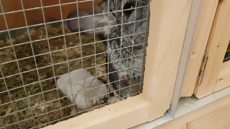 Cute-adult-pet-chinchilla-in-a-wooden-cage,-trying-to-escape-and-open-door
