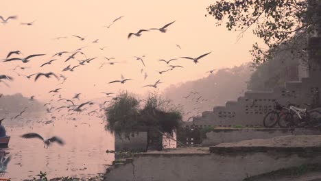 Flock-of-Seagulls-during-Sunrise-at-ghat-of-Yamuna-River-with-boats-,-Migratory-Birds-,-Delhi-,-India