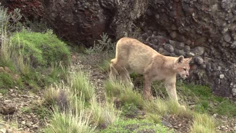 An-Eight-Months-Old-Puma-Cub-Walking-Carefully-On-The-Rocky-Grassland-Of-Torres-Del-Paine,-Patagonia---Close-Up-Shot