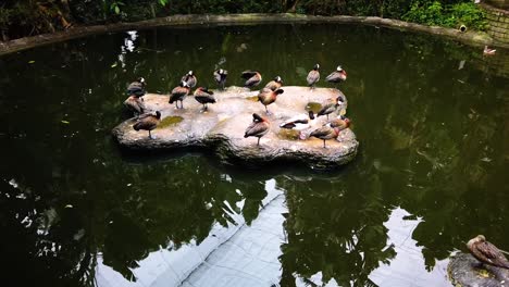 Tracking-around-a-group-of-ducks-basking-on-a-rock